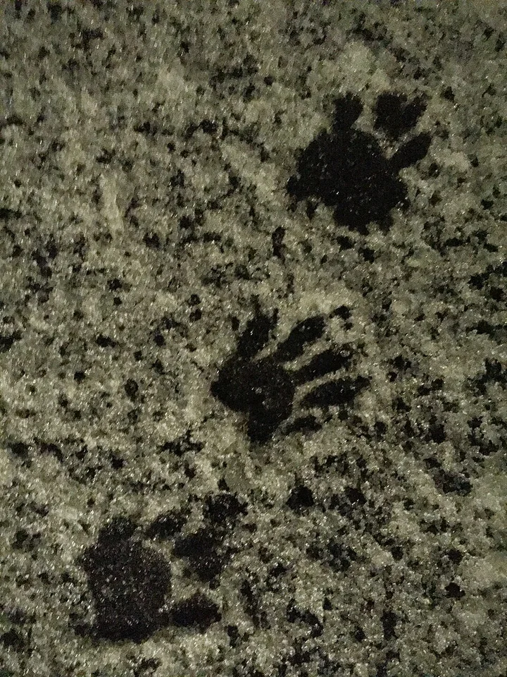 Three raccoon tracks in fresh snow, showing the five-toed hand-like print pattern