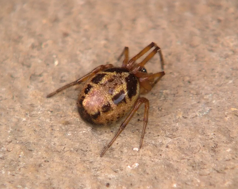 Female noble false widow with a pale marbled pattern across the rounded abdomen