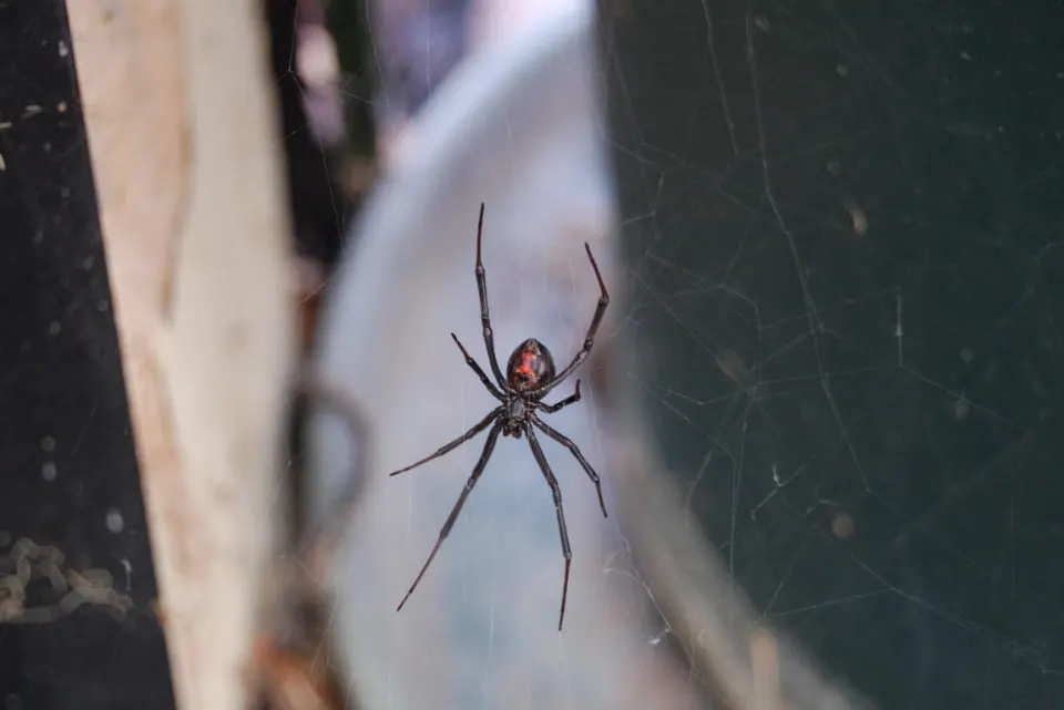 Adult female black widow suspended in an irregular web, with the red underside marking visible