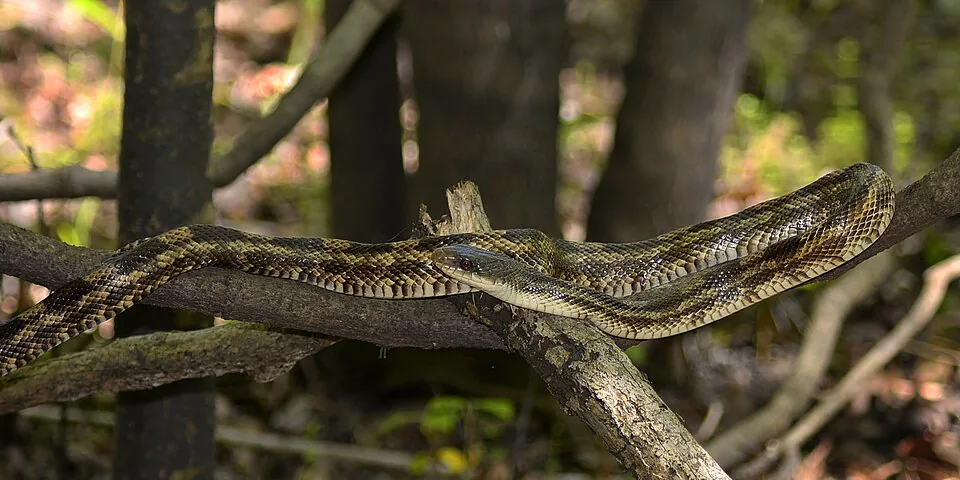 Western ratsnake stretched along a tree branch in a wooded setting in Liberty County, Texas