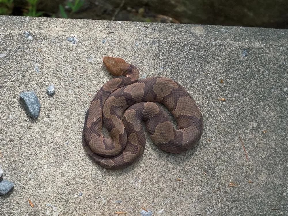 Copperhead snake resting on leaf litter in a forest; view from a distance