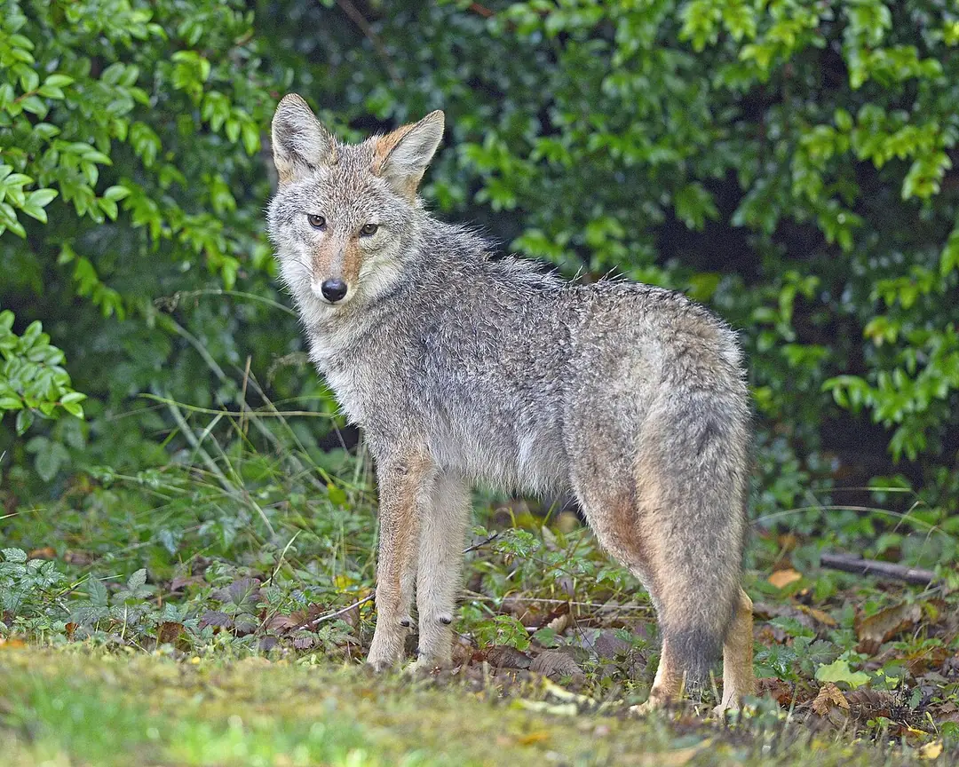 Coyote standing in green brush, viewed from the side