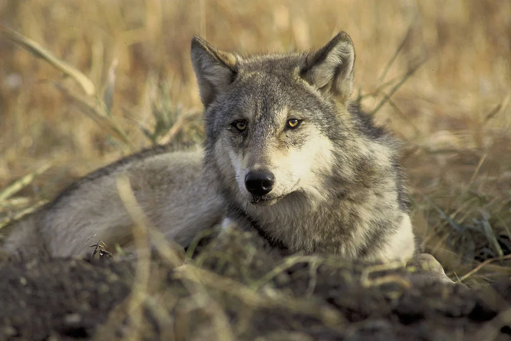 Gray wolf standing in green vegetation, viewed from the side