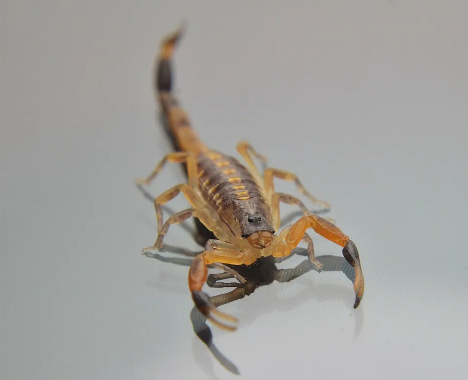 Striped bark scorpion with darker lengthwise markings and a raised tail. Visual reference only; do not handle an unknown scorpion.