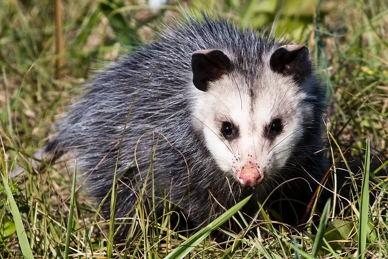Virginia opossum face showing pale muzzle, pointed snout, dark ears and pink nose; tail not visible