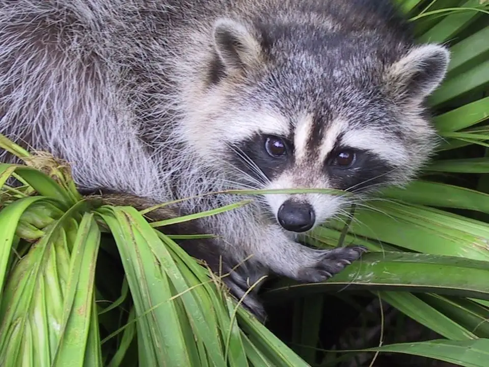 Raccoon face showing dark eye mask and rounded ears; the tail is not visible in this photo