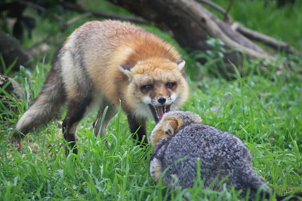 Red Fox Vs Gray Fox Identification — US Wildlife Dispatch