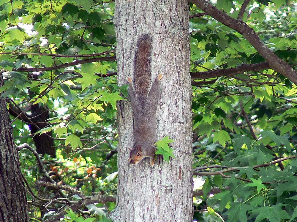 Squirrel In Attic Fall Sounds Signs Prevention — US Wildlife Dispatch