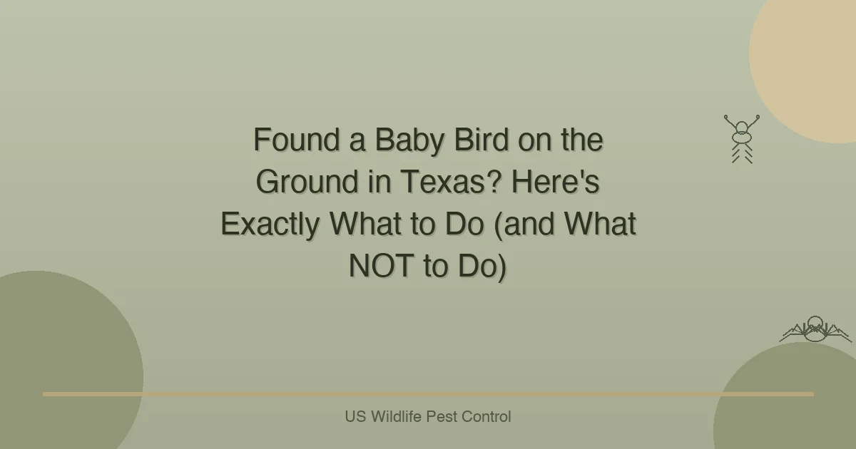 Found a Baby Bird on the Ground in Texas? Here's Exactly What to Do (and What NOT to Do)