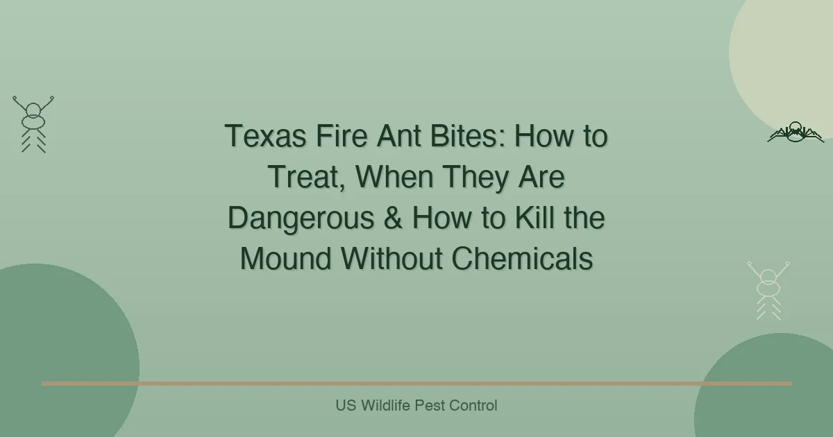 Texas Fire Ant Bites: How to Treat, When They Are Dangerous & How to Kill the Mound Without Chemicals