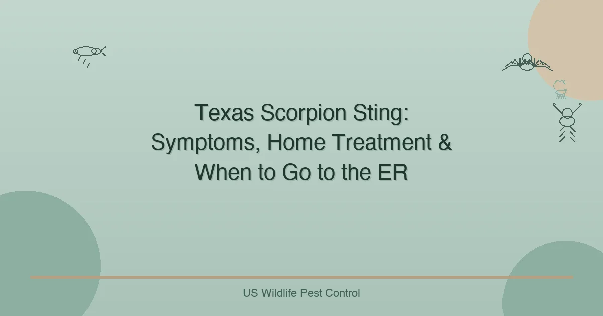 Texas Scorpion Sting: Symptoms, Home Treatment & When to Go to the ER