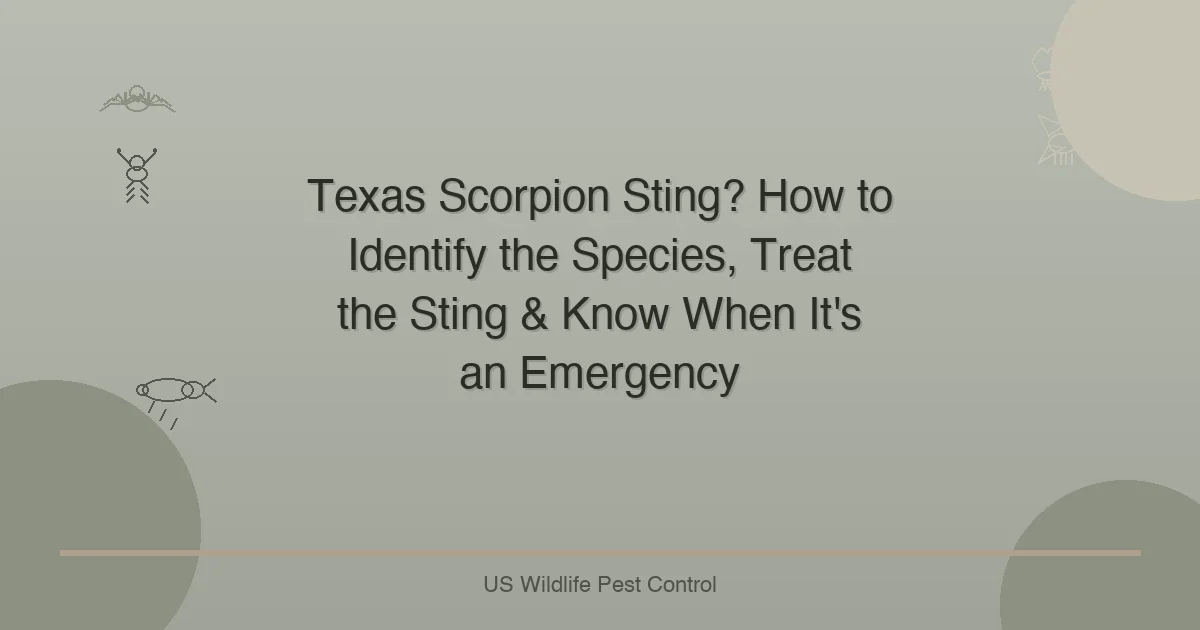 Texas Scorpion Sting? How to Identify the Species, Treat the Sting & Know When It's an Emergency